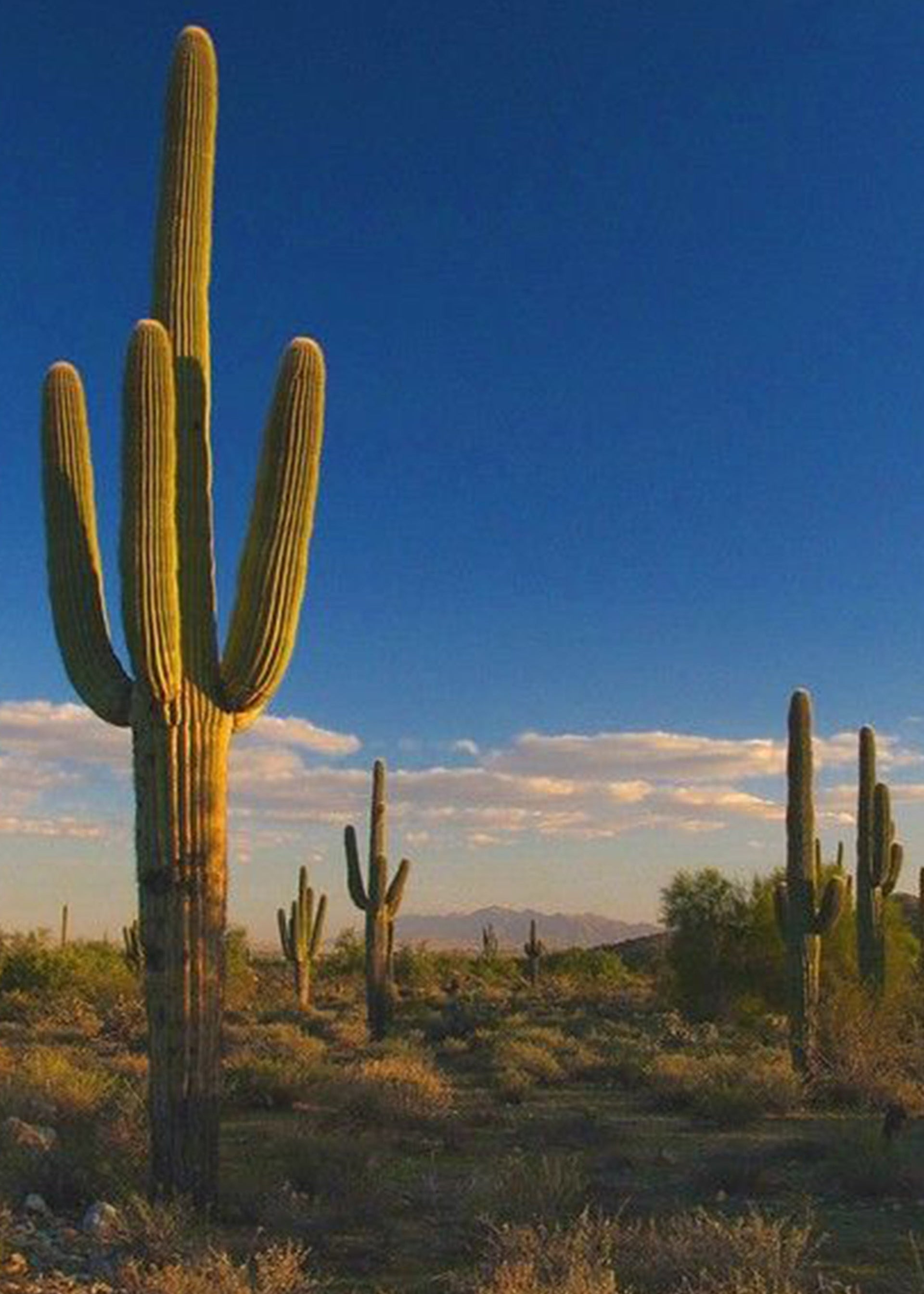 Kith for Columbia - Sonoran Desert