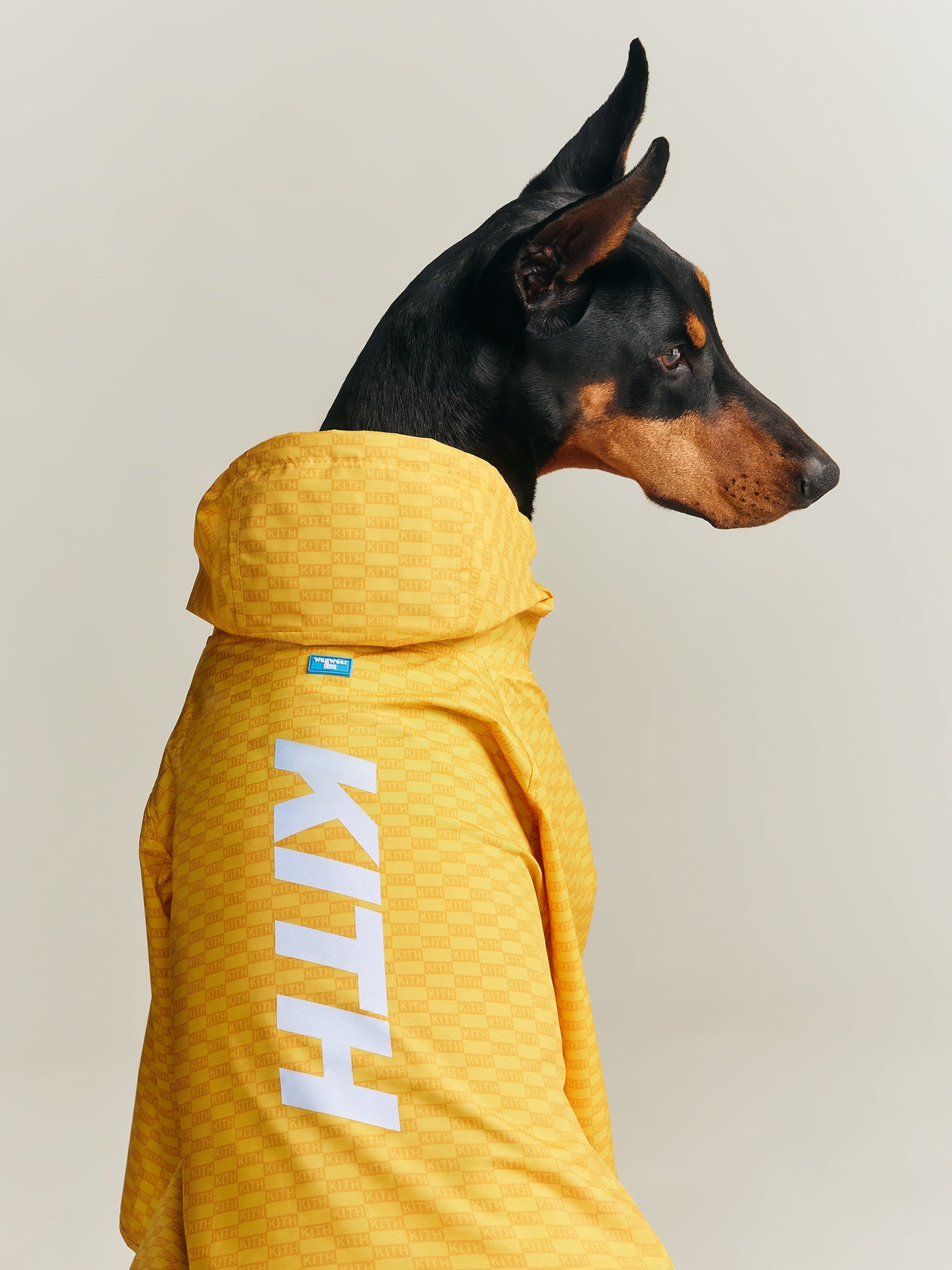Kith for wagwear – Kith Canada