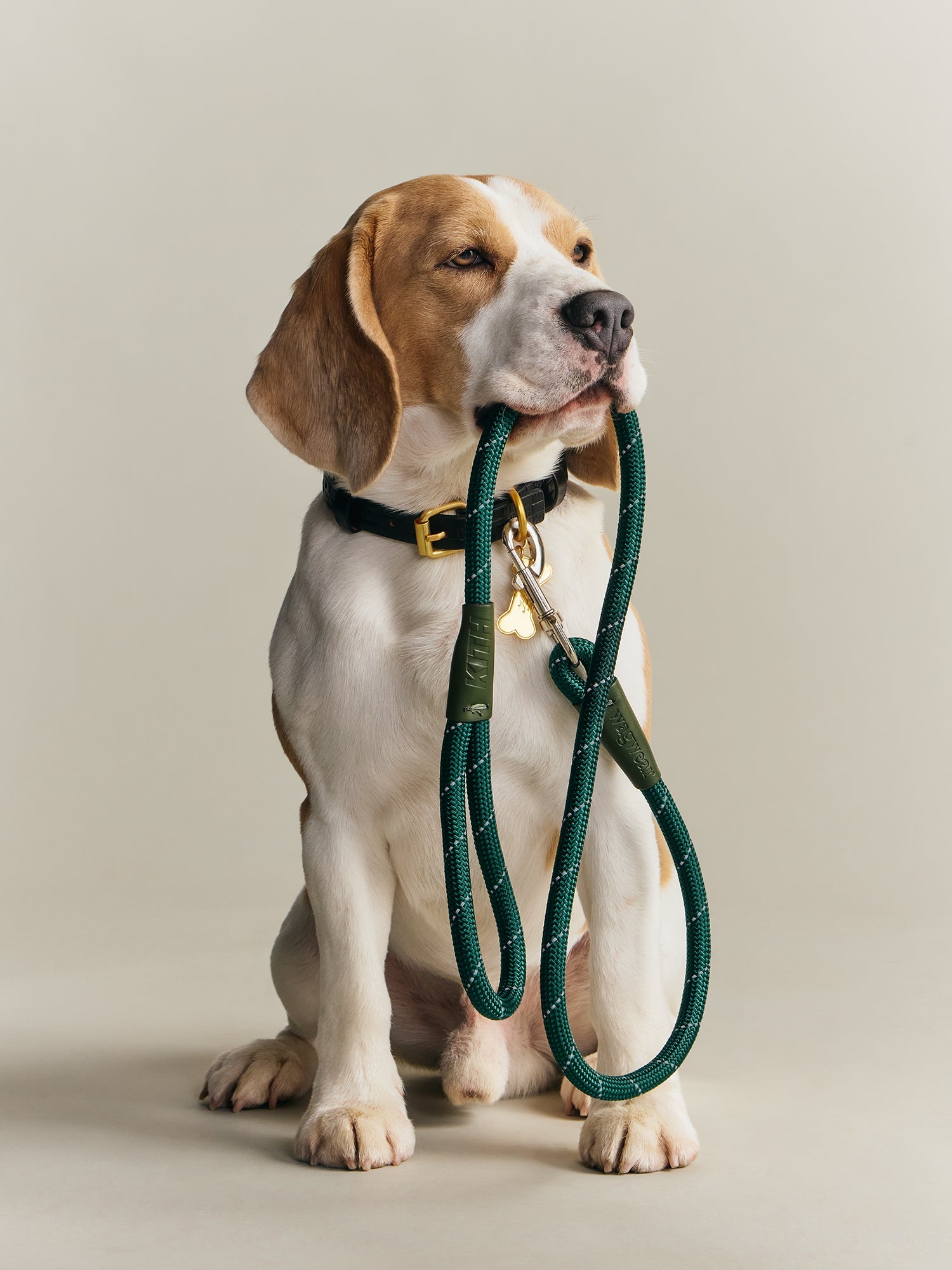 Kith for wagwear – Kith Canada