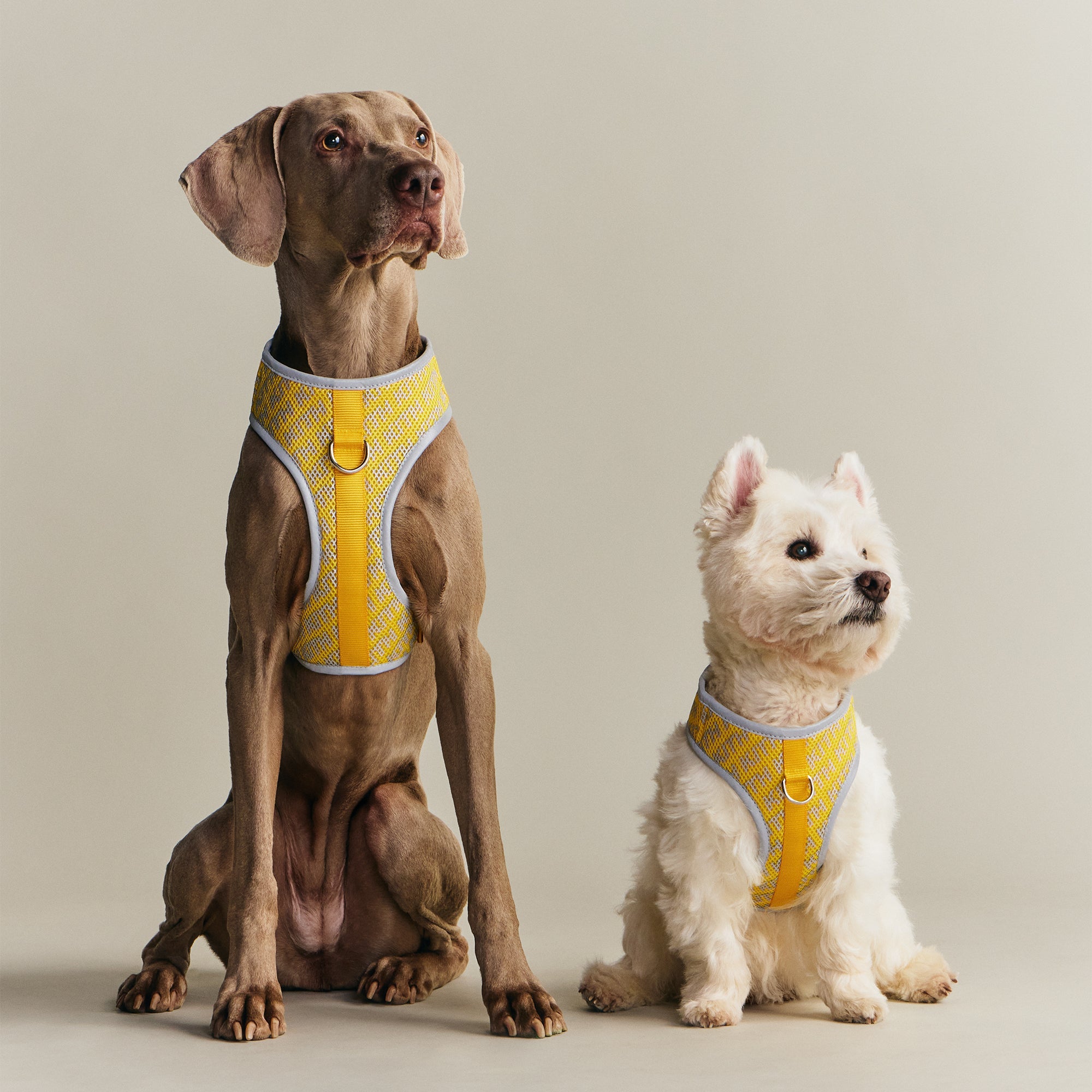 Kith for wagwear Padded Harness - Yellow – Kith Canada