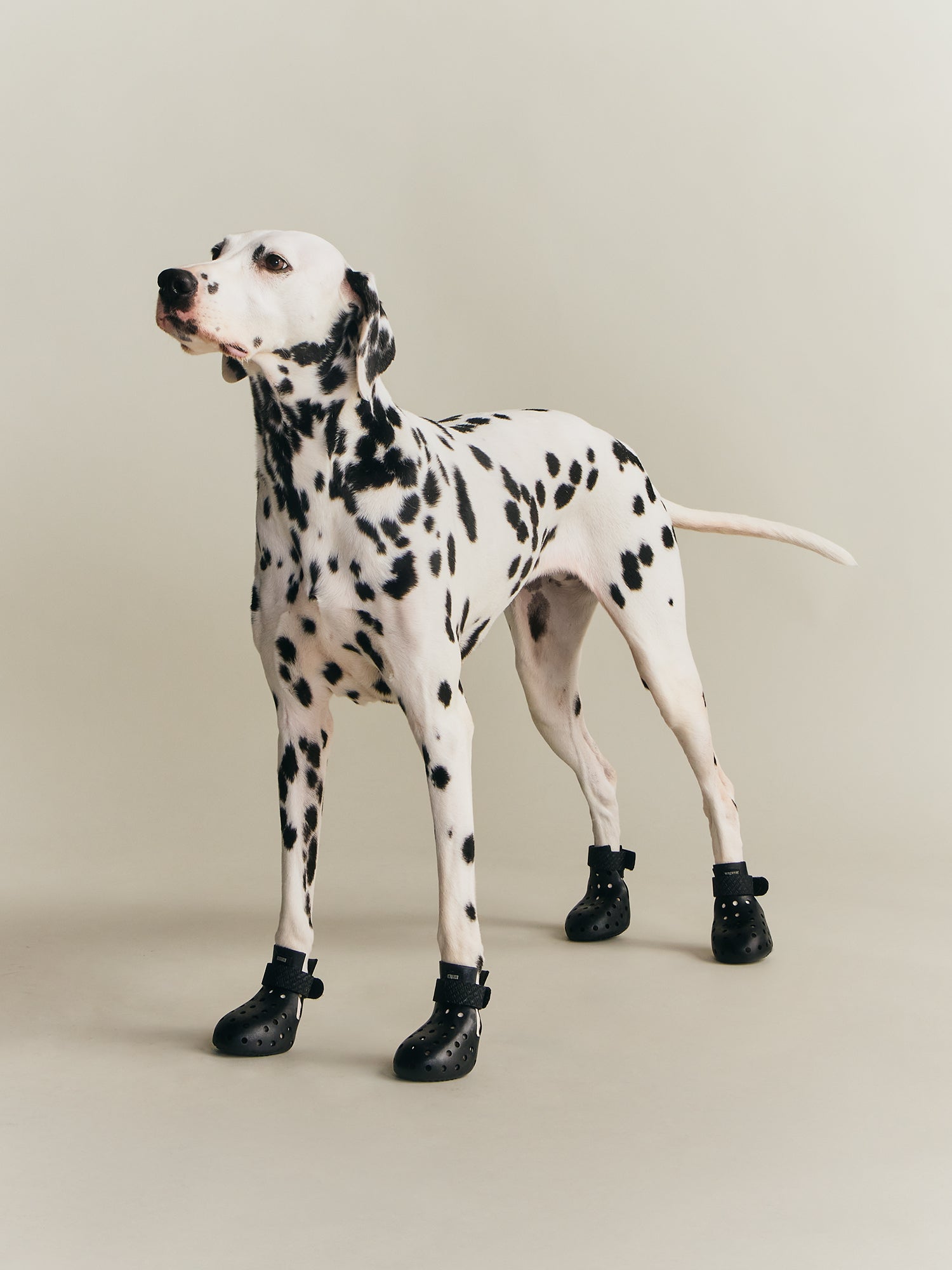 Kith for wagwear – Kith Canada