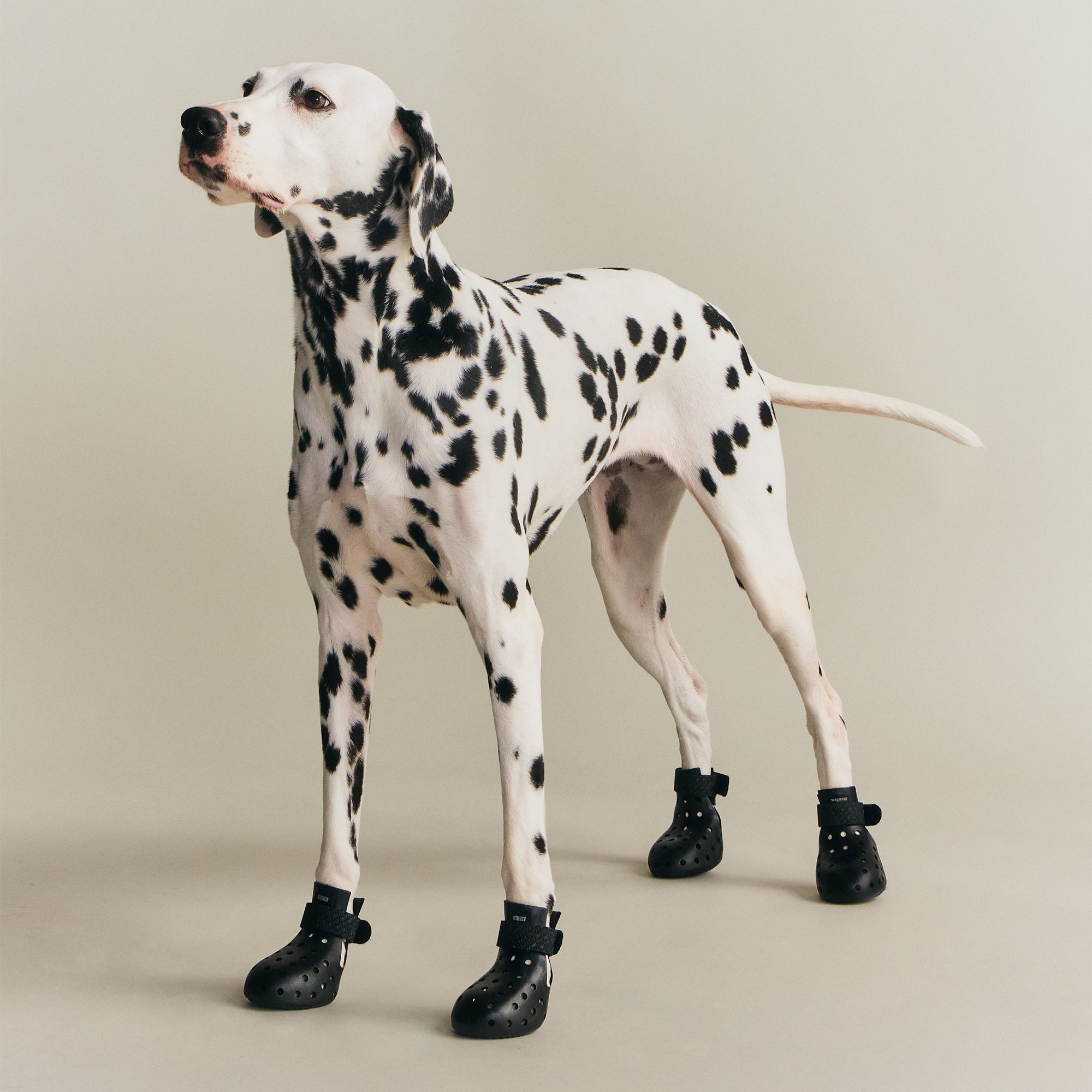 Kith for wagwear – Kith Canada