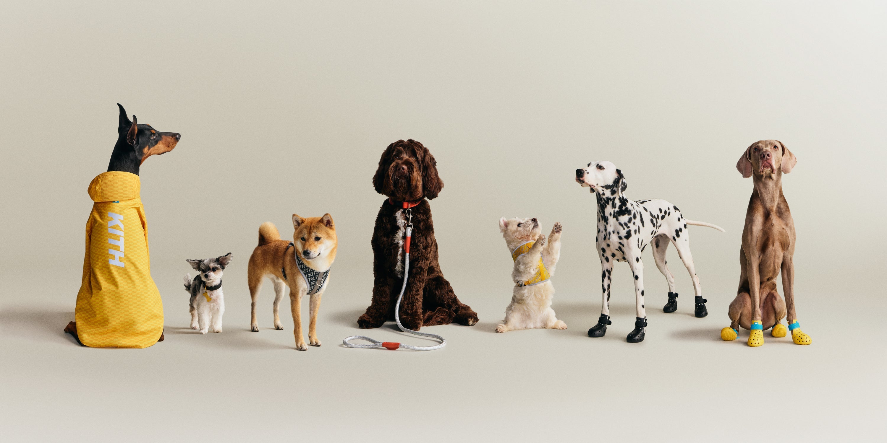 Kith for wagwear – Kith Canada